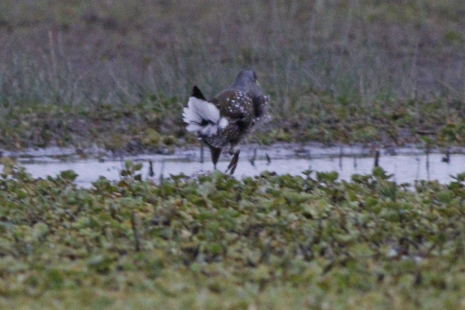 Foto Pollona Pintada