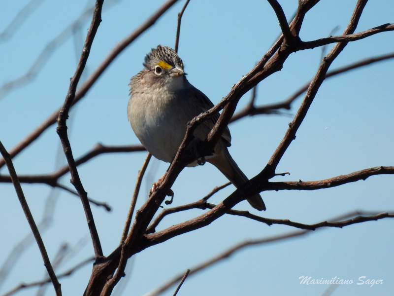 Foto Cachilo Ceja Amarilla