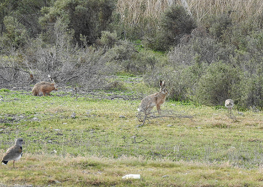 Foto Liebre Europea