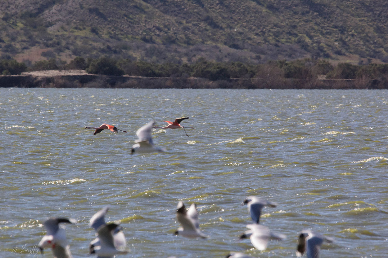 Photo Flamenco Austral