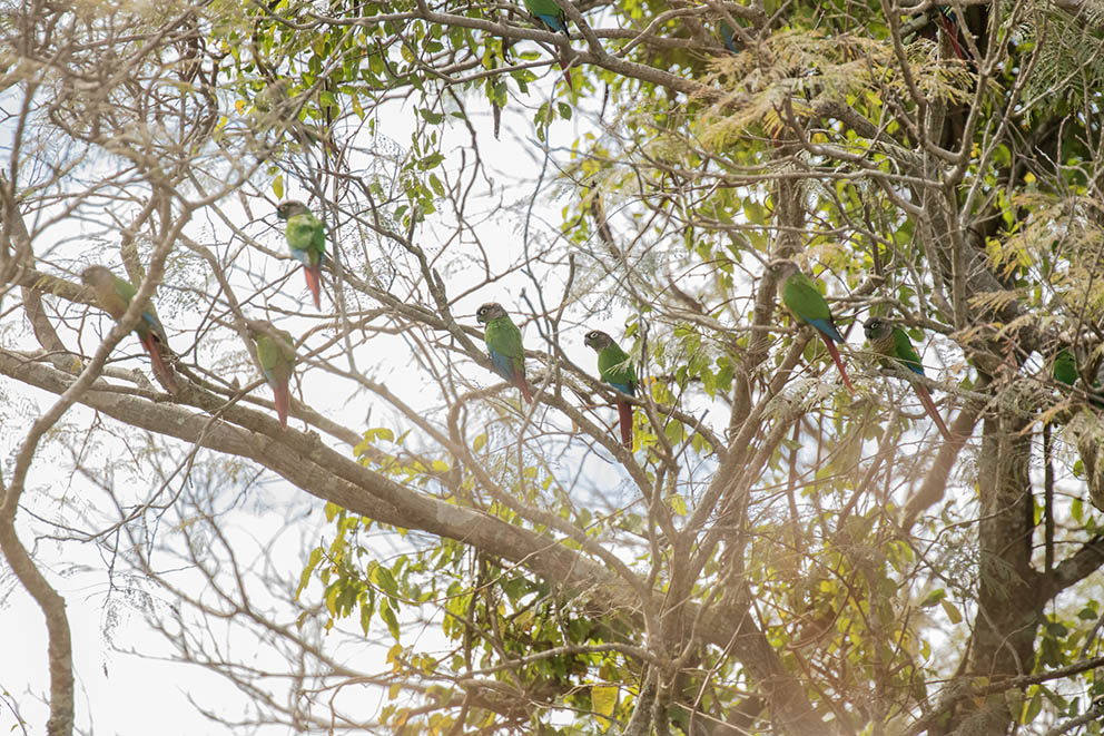 Photo Chiripepé Cabeza Parda