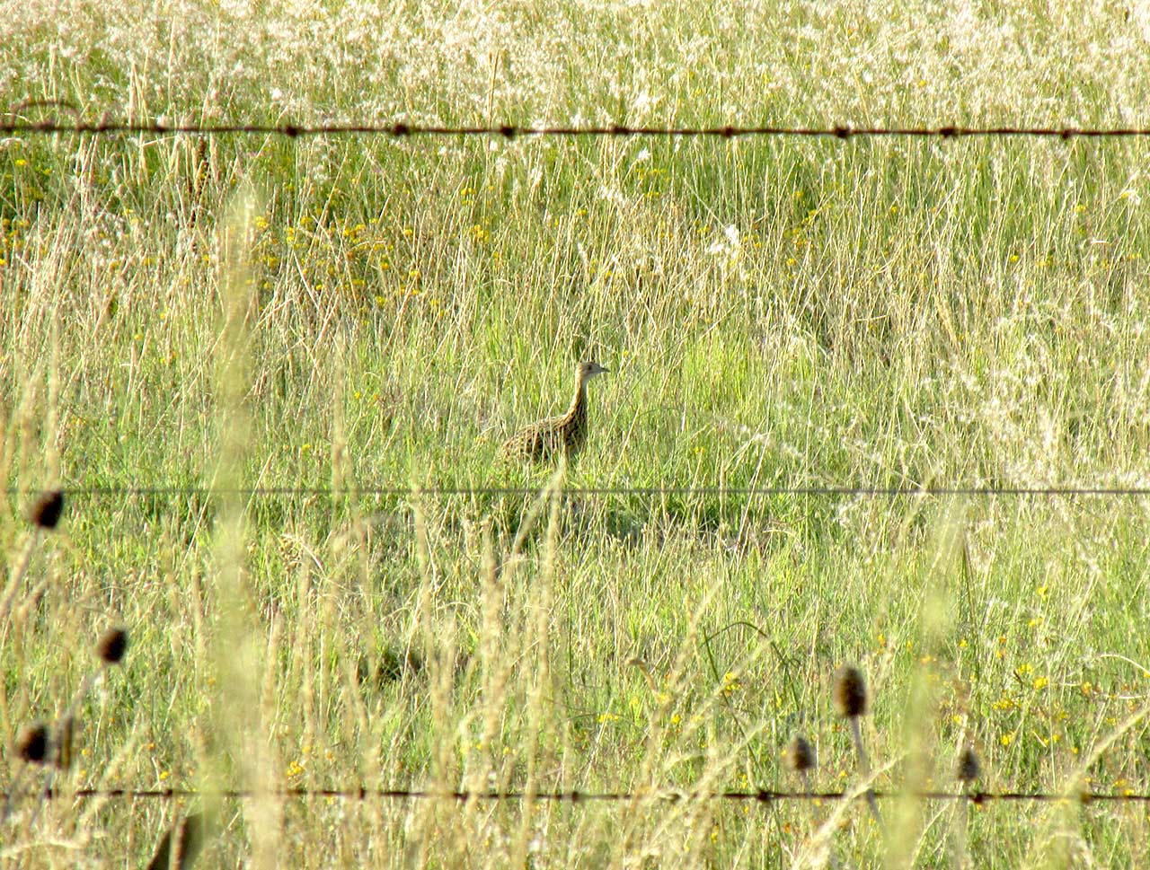 Photo Inambú Común