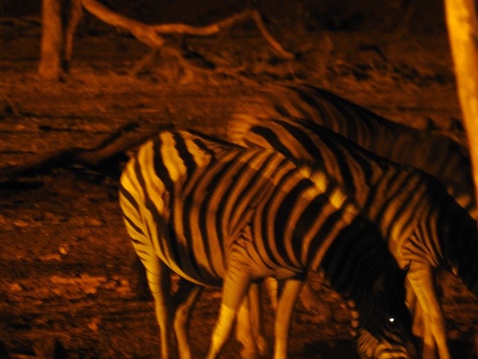 Foto Cebra de Burchell