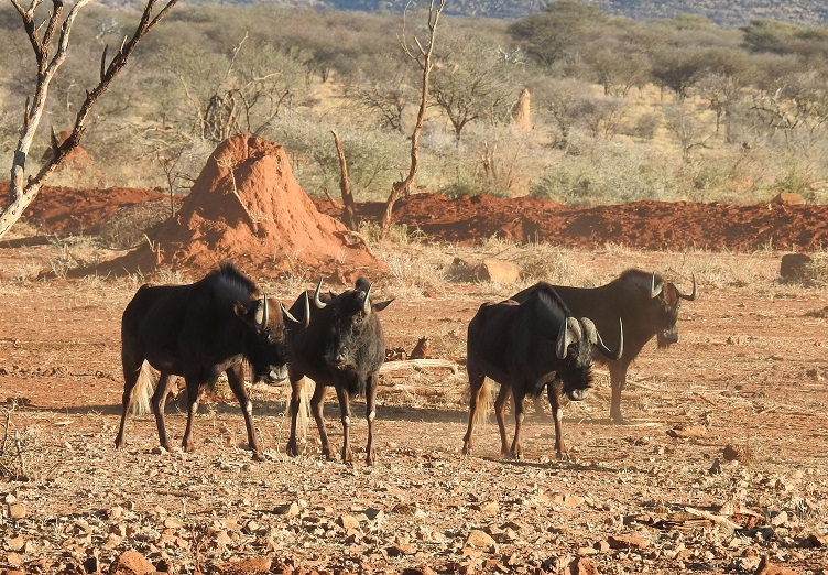 Foto Ñu de Cola Blanca