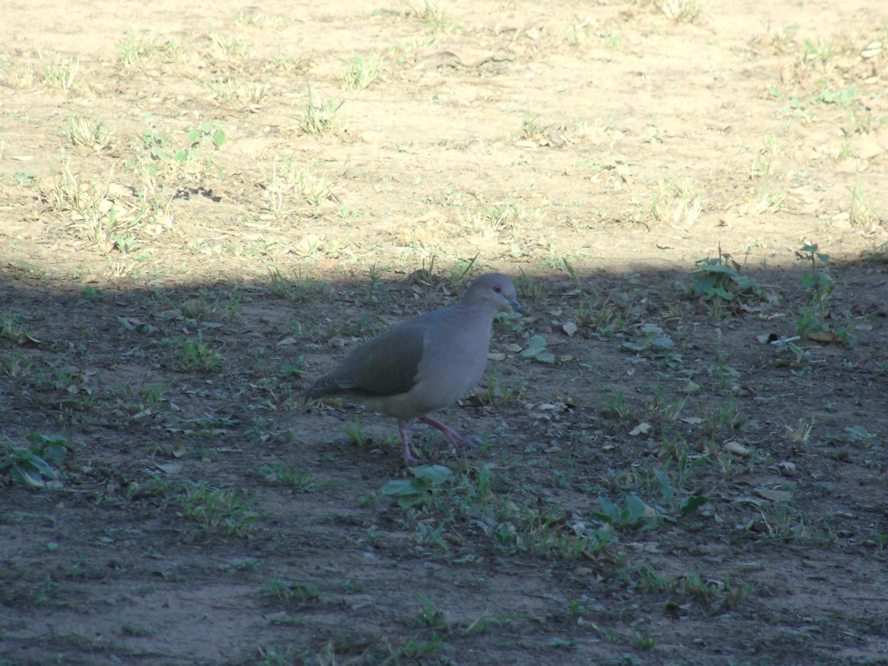 Photo Yerutí Común