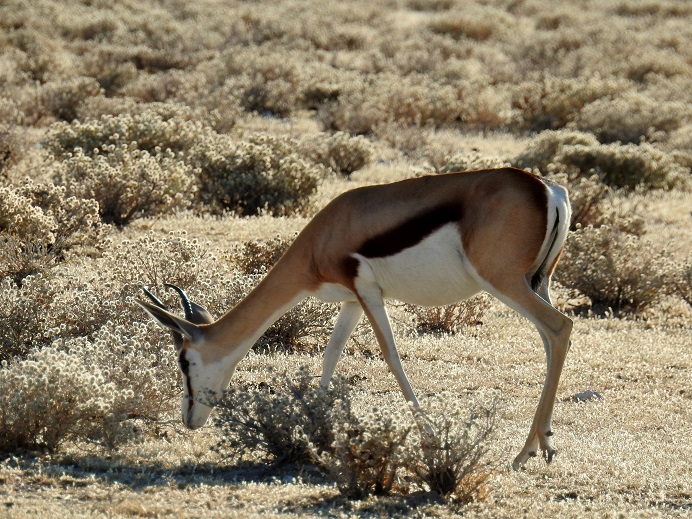 Foto Gacela Saltarina
