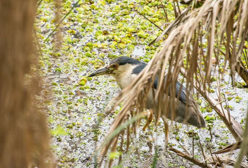 Foto Garza Bruja