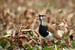 Foto Southern Lapwing