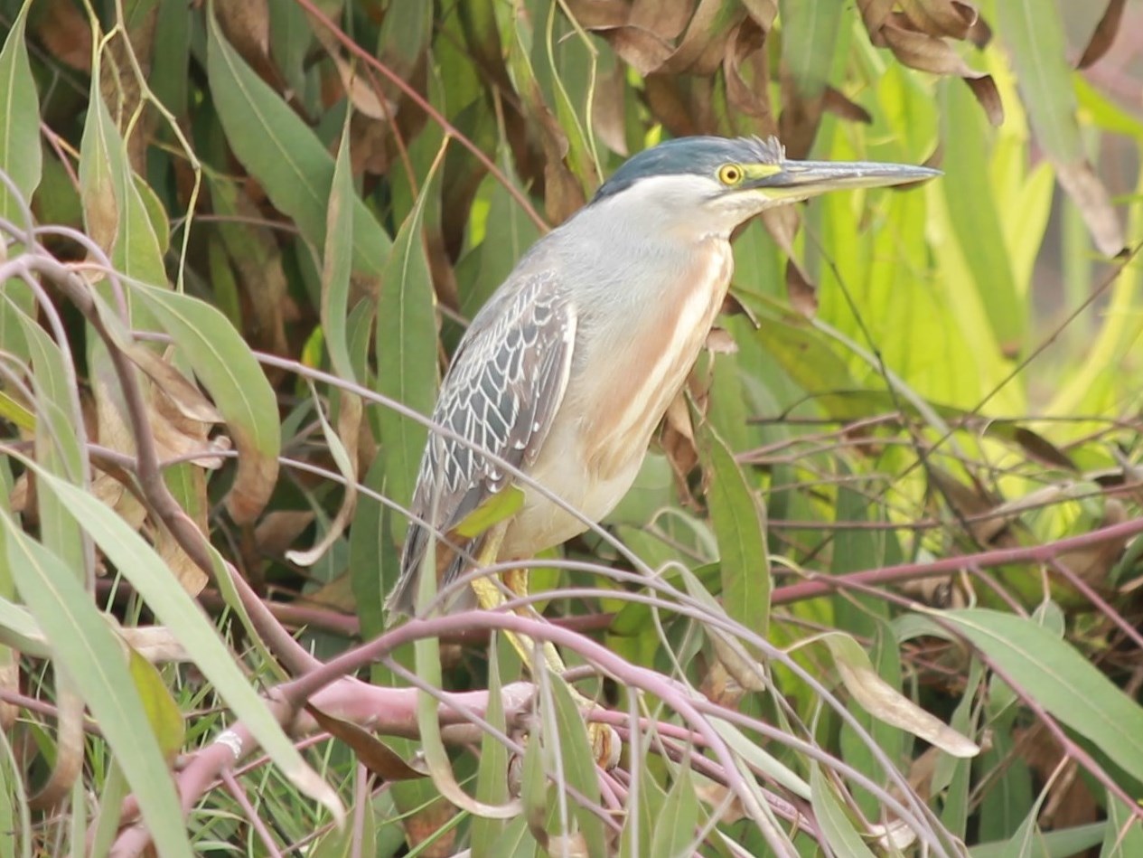 Foto Garcita Azulada