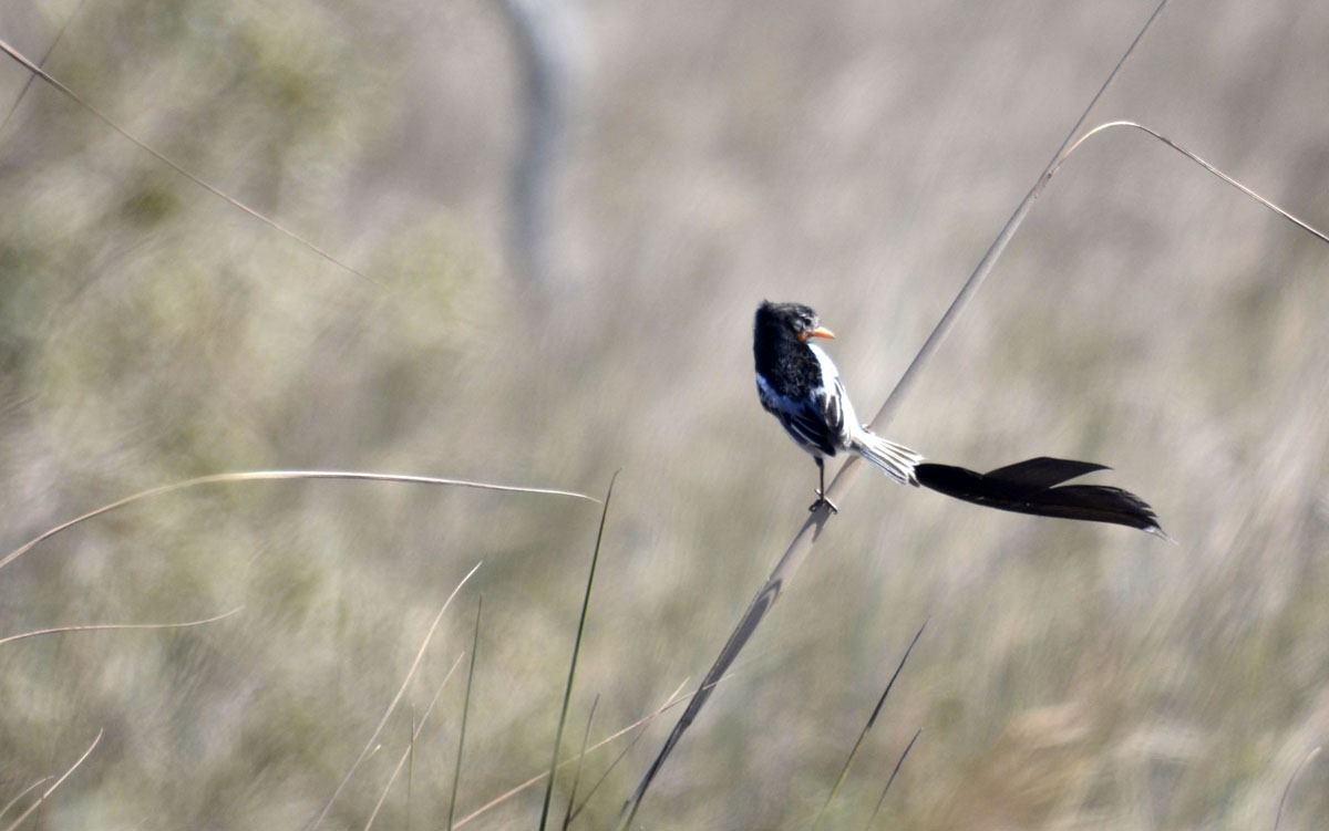 Foto Yetapá de Collar