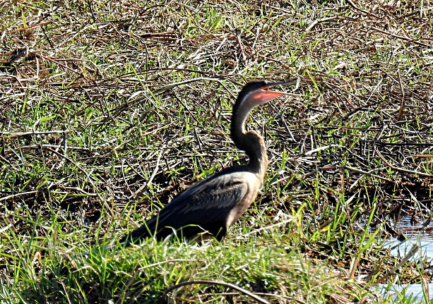 Foto Aninga Africana