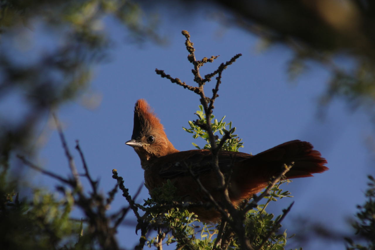 Photo Cacholote Castaño