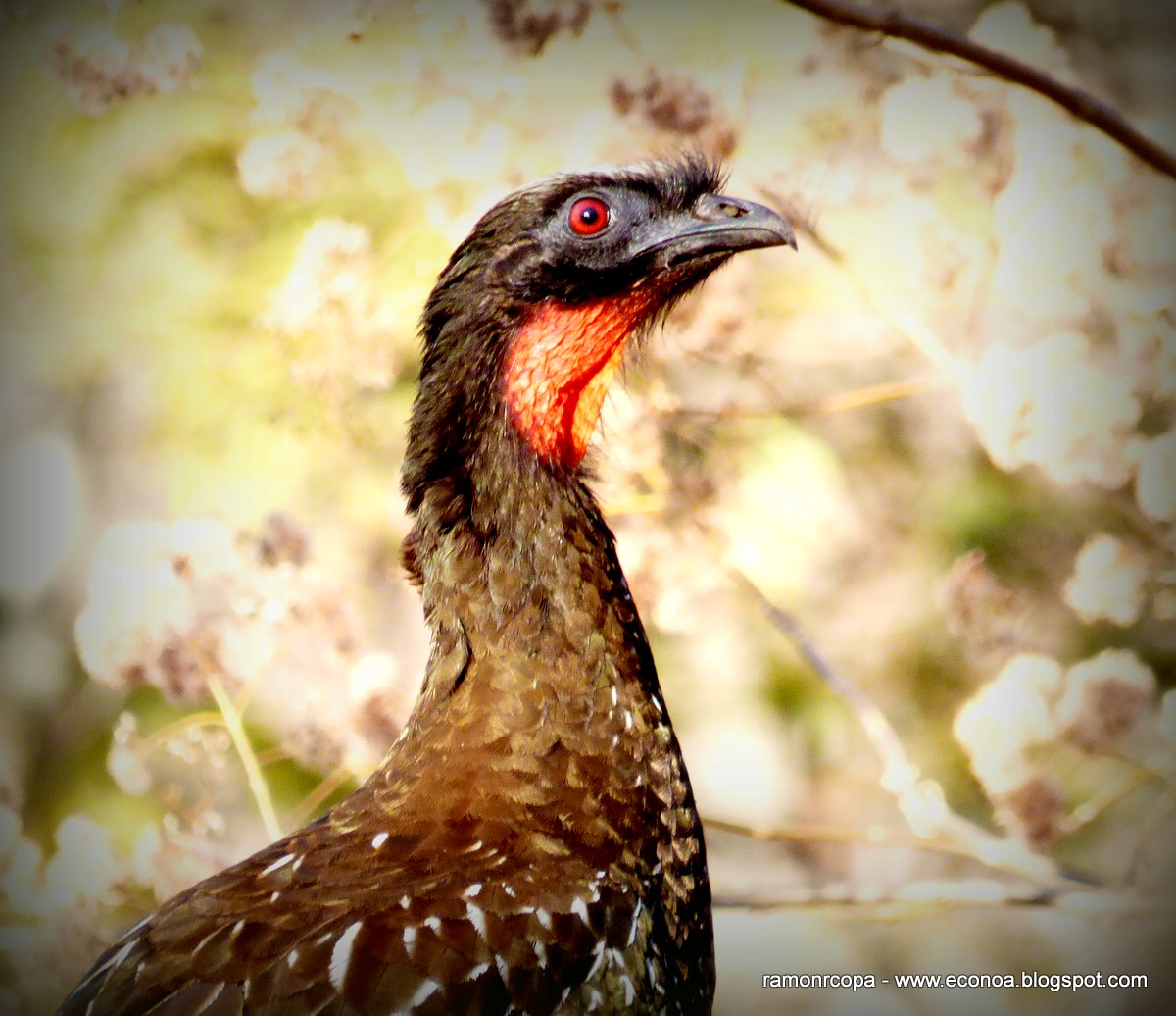 Foto Pava de Monte Yungueña