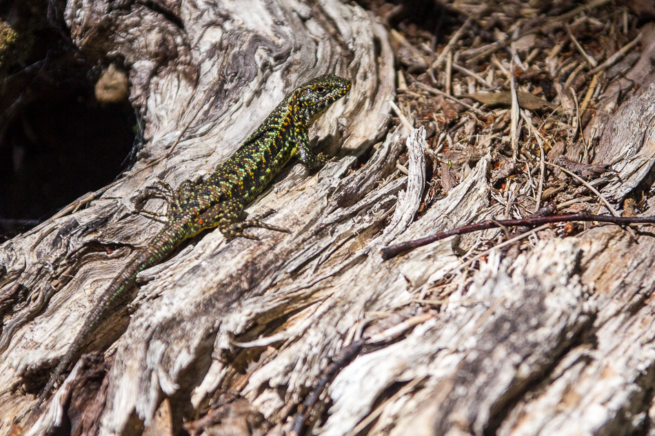 Foto Lagartija de Vientre Anaranjado