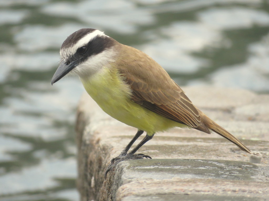 Bem-te-vi (Pitangus sulphuratus)