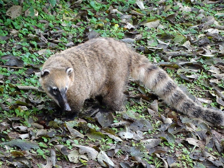 Photo Coatí