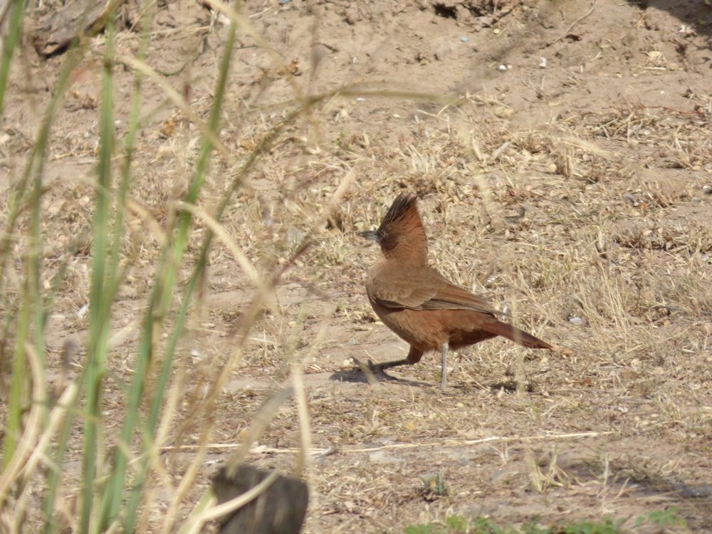 Foto Cacholote Castaño