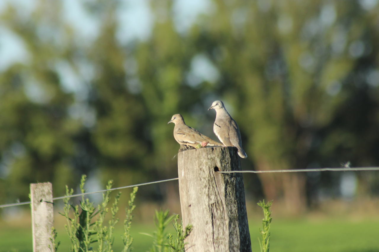 Photo Torcacita Común