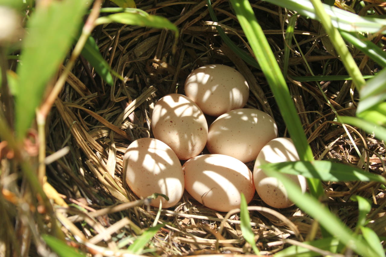 Photo Gallineta Overa