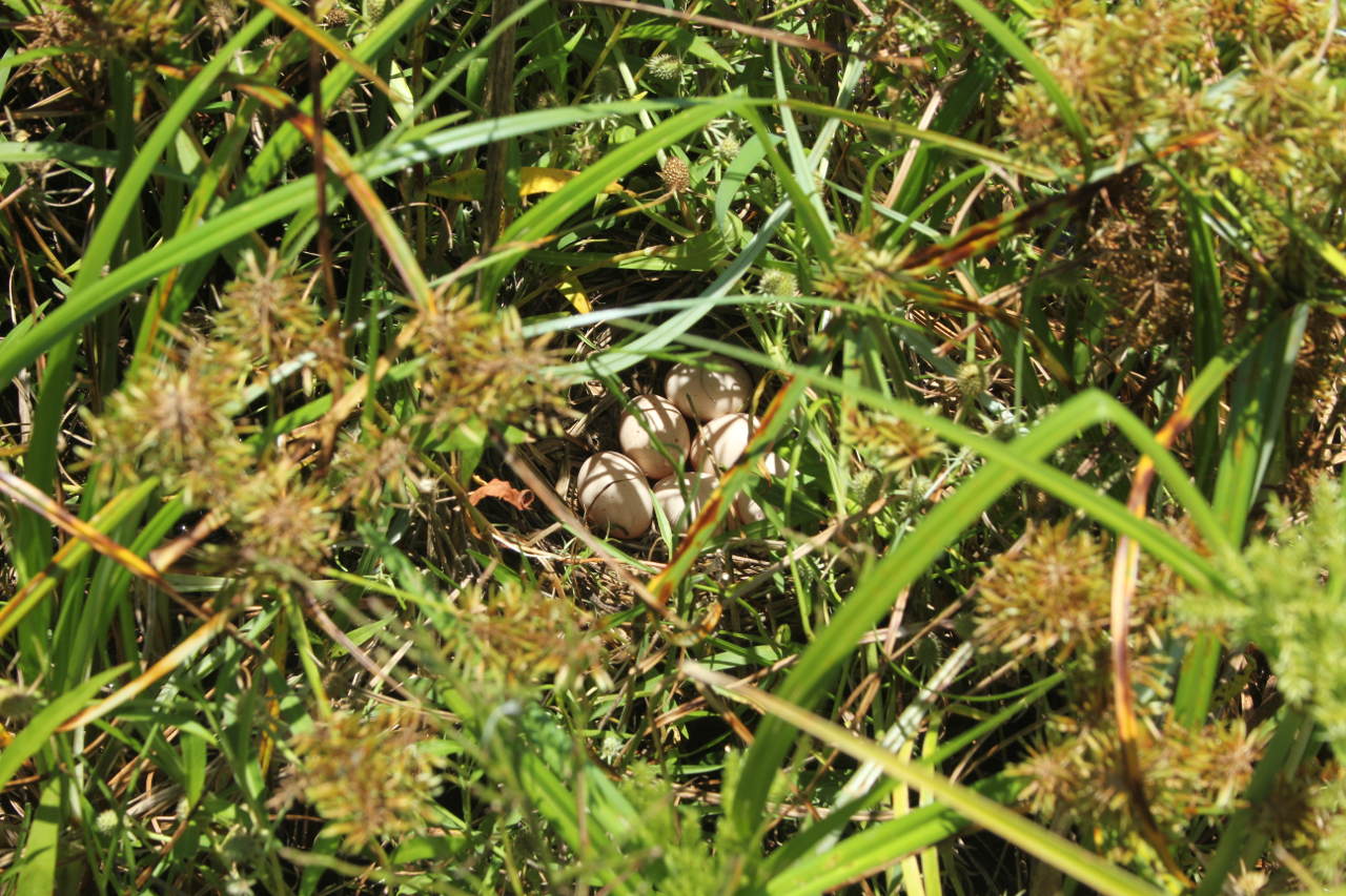 Photo Gallineta Overa