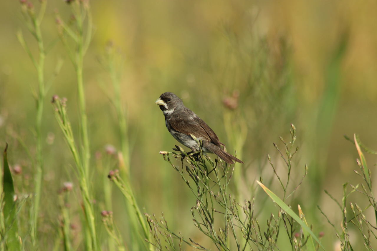 Foto Corbatita Común