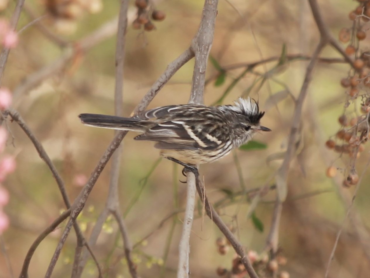 Foto Cachudito de Cresta Blanca