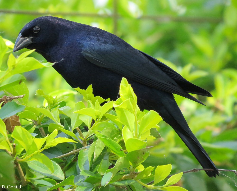 Foto Tordo Renegrido