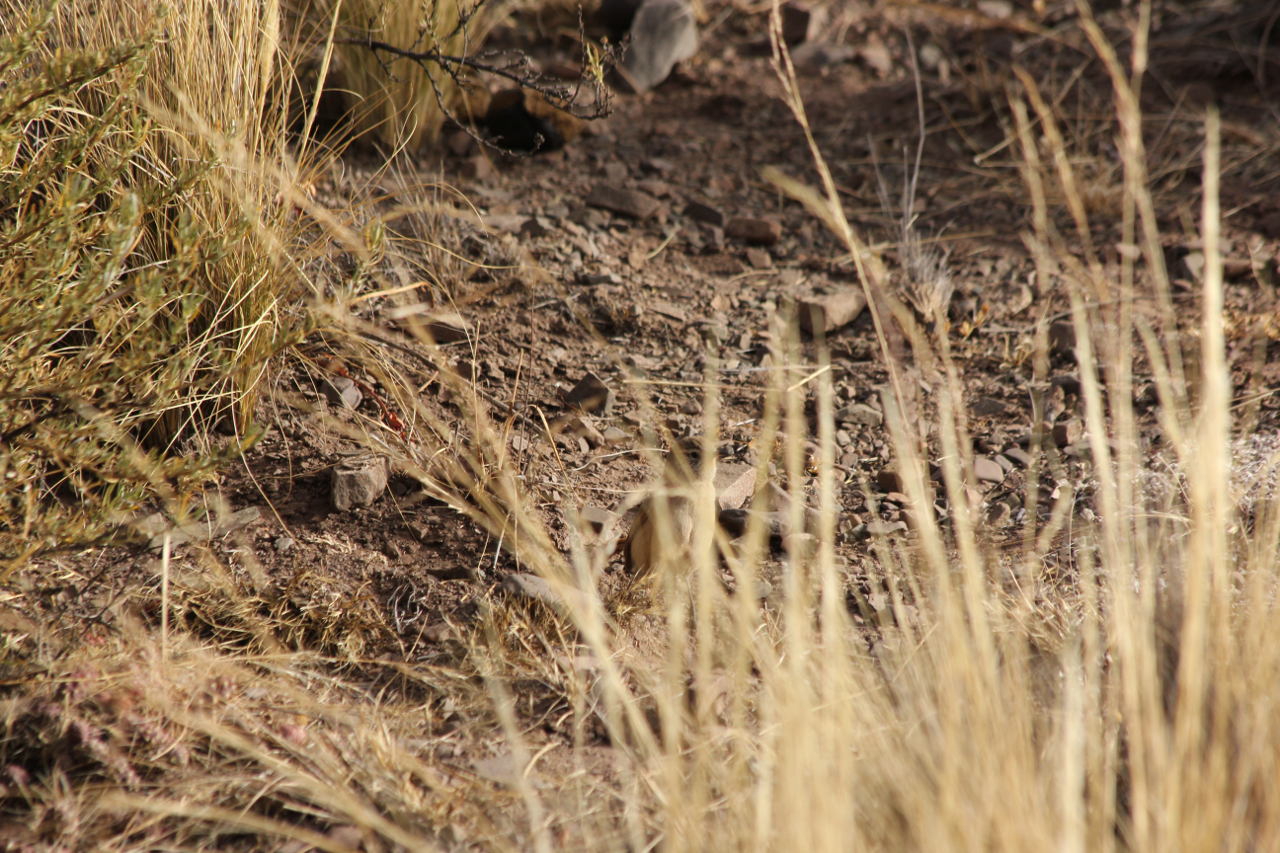 Foto Canastero Pálido