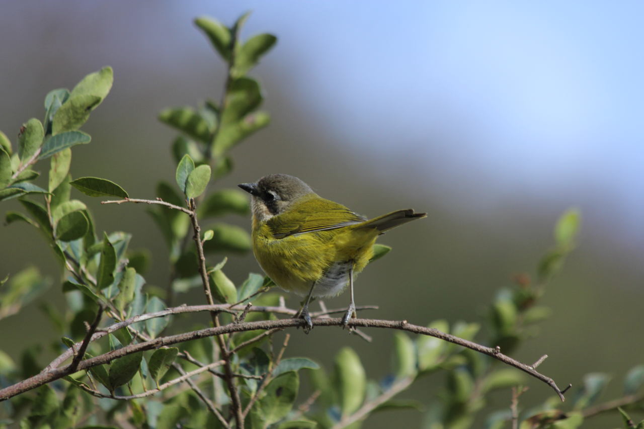 Photo Frutero Yungueño