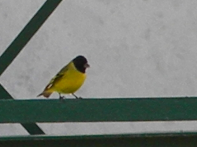 Foto Cabecitanegra Común