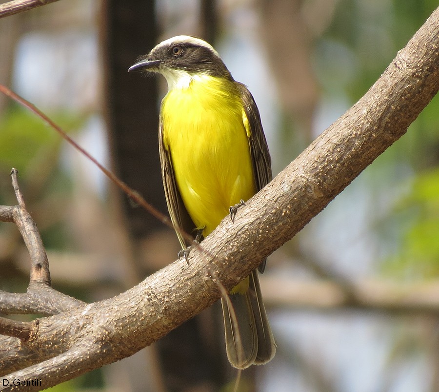 Foto Benteveo Mediano