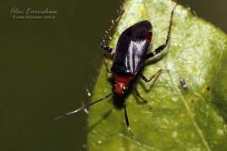  (Horciasinus argentinus)