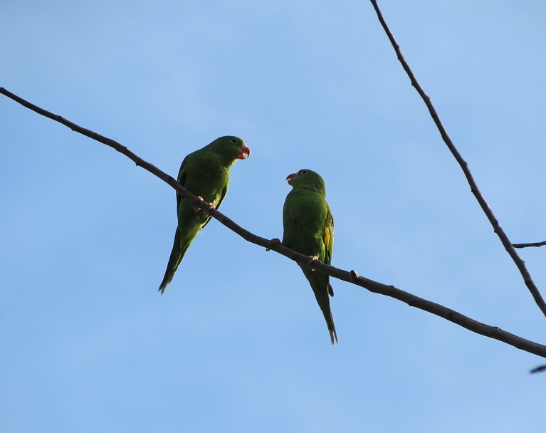 Photo Catita Chirirí