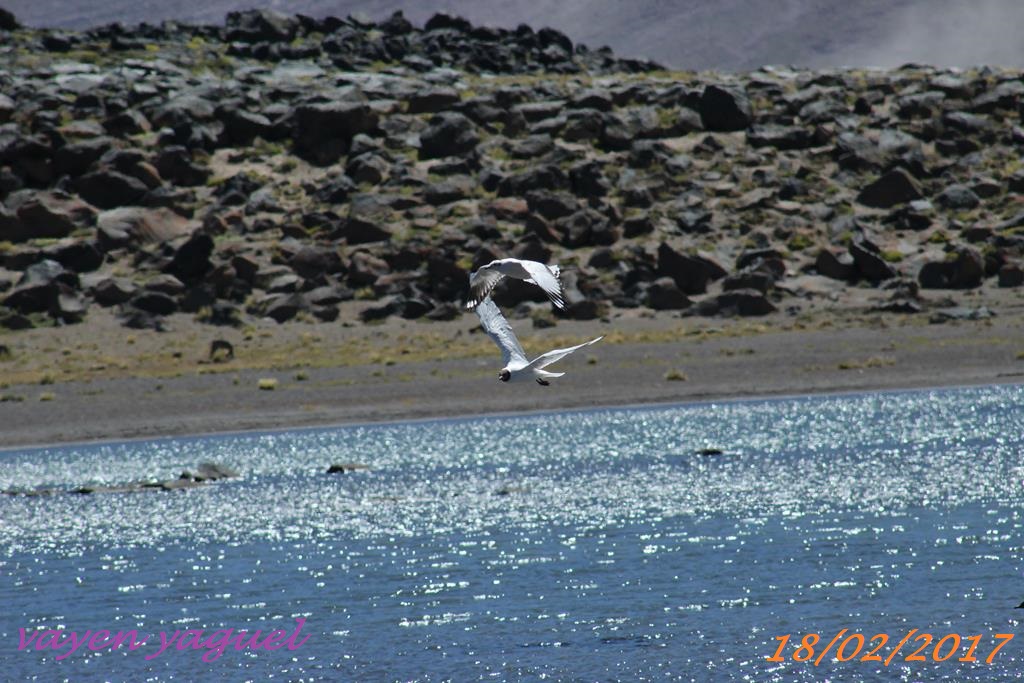 Photo Gaviota Andina