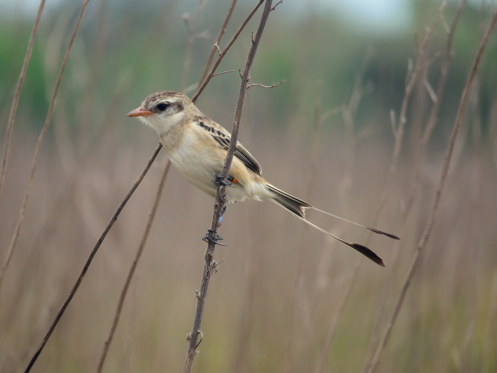 Foto Yetapá de Collar