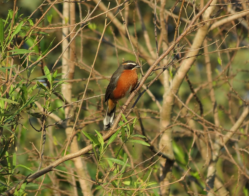 Photo Sietevestidos Común