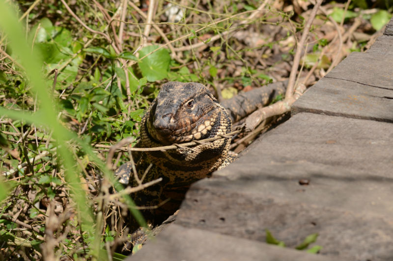 Photo Lagarto Overo