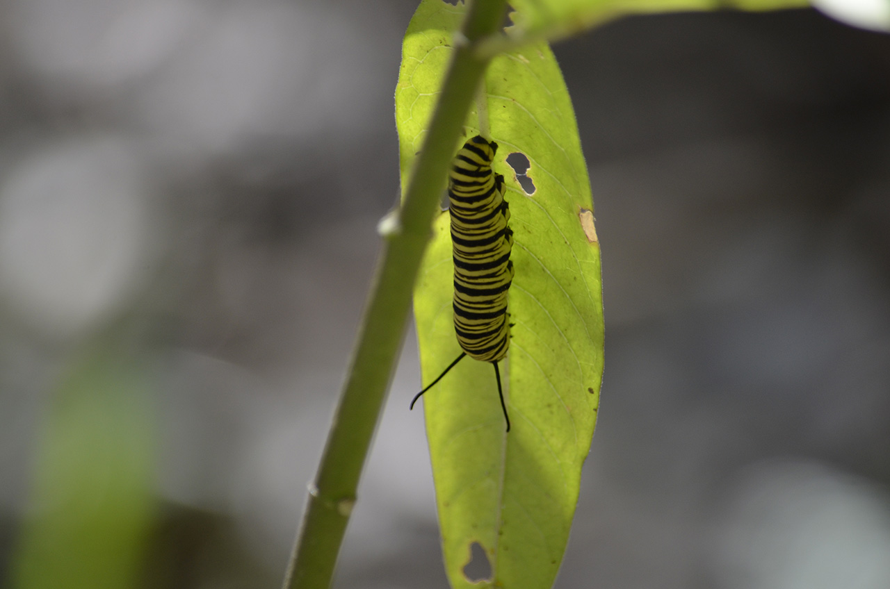 Foto Monarca del Sur
