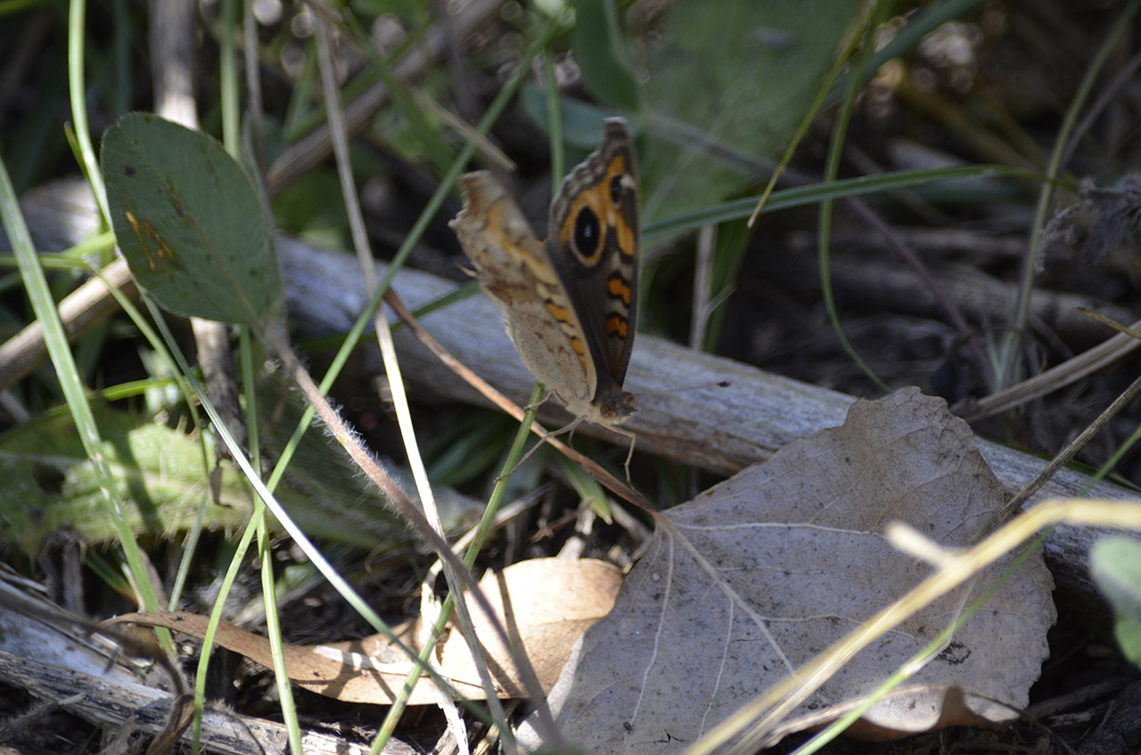 Foto Cuatro Ojos Común