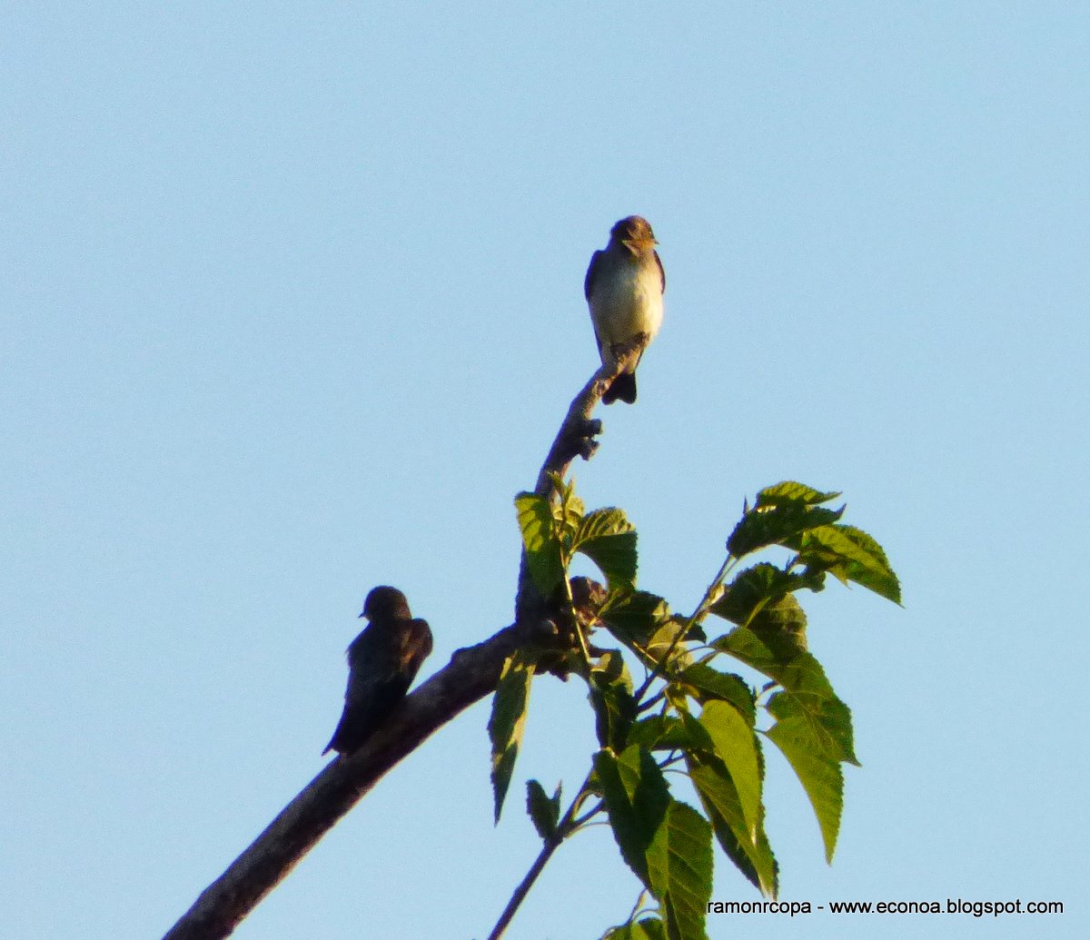 Photo Golondrina Ribereña