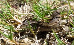 Lagartija Negra (Cercosaura schreibersii)