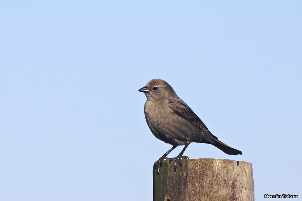 Foto Tordo Renegrido