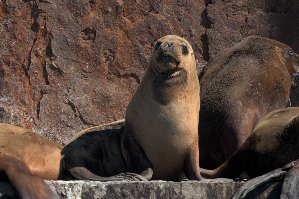 Photo Lobo Marino de Un Pelo