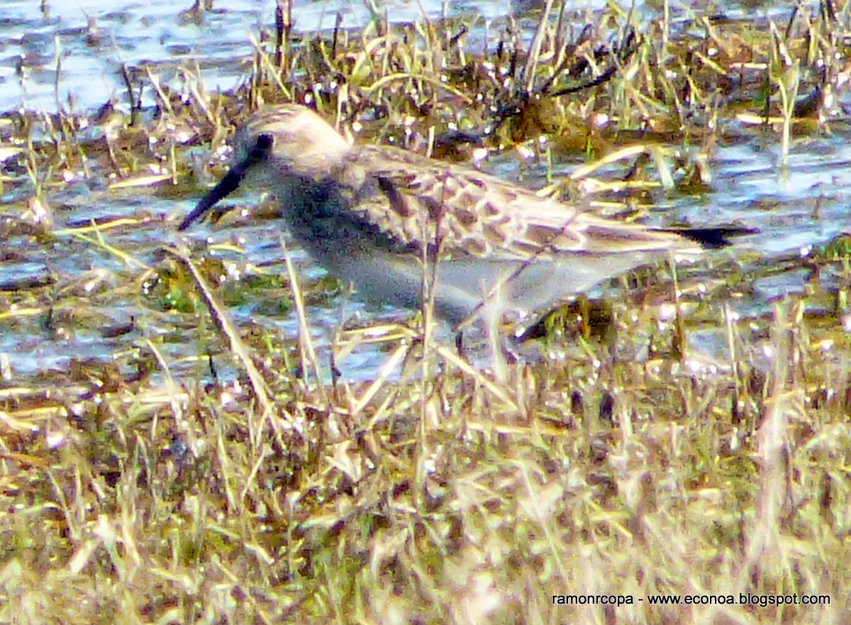 Photo Playerito Unicolor