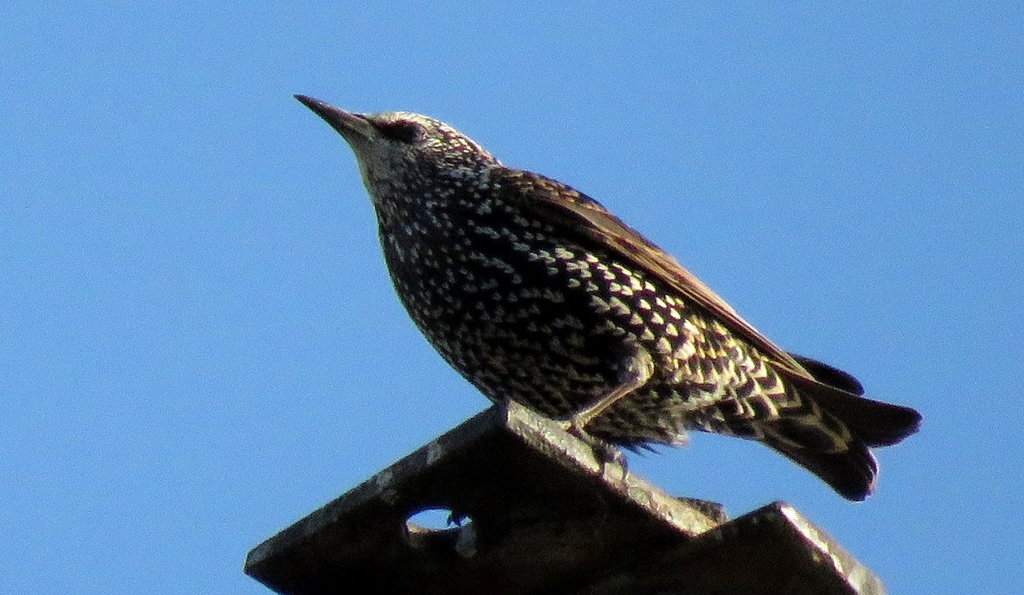 Foto Estornino Pinto