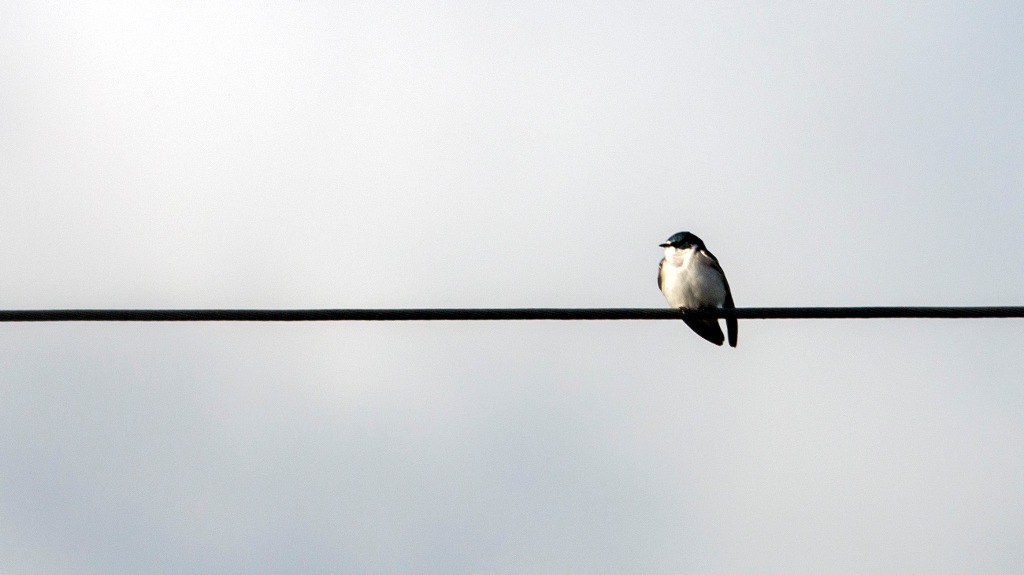 Foto Golondrina Ceja Blanca