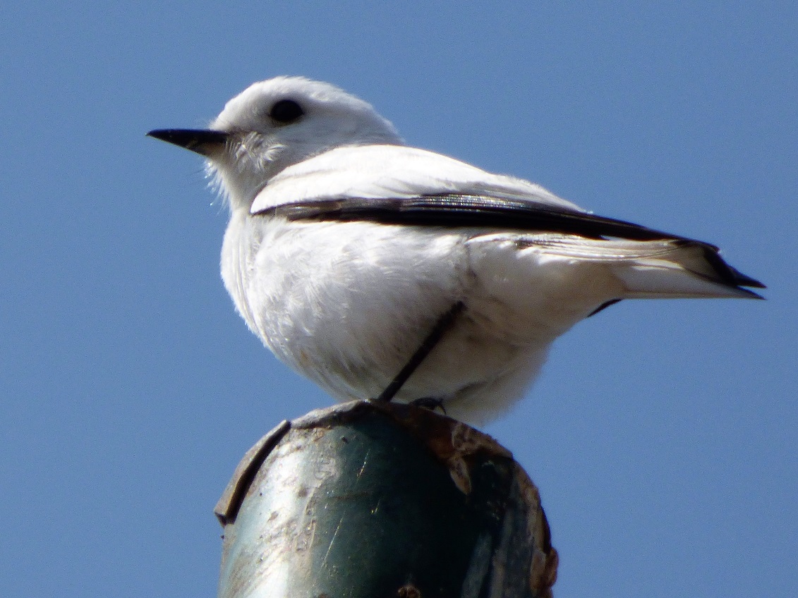 Foto Monjita Blanca