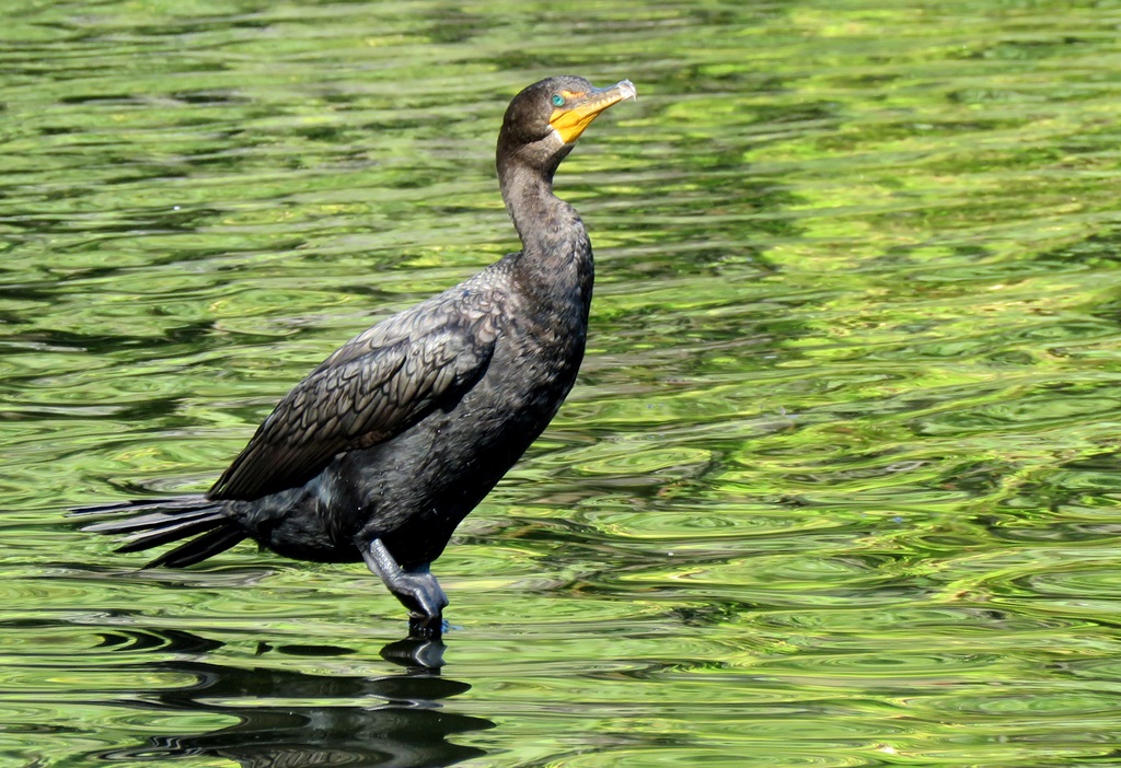 Foto Cormorán Orejudo