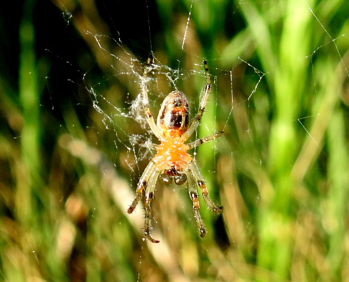 Foto Araña Tejedora Naranja