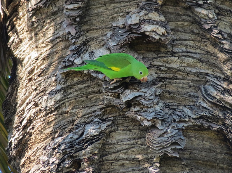 Photo Catita Chirirí